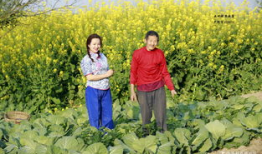 麻豆村,探寻台湾乡村的美丽与魅力